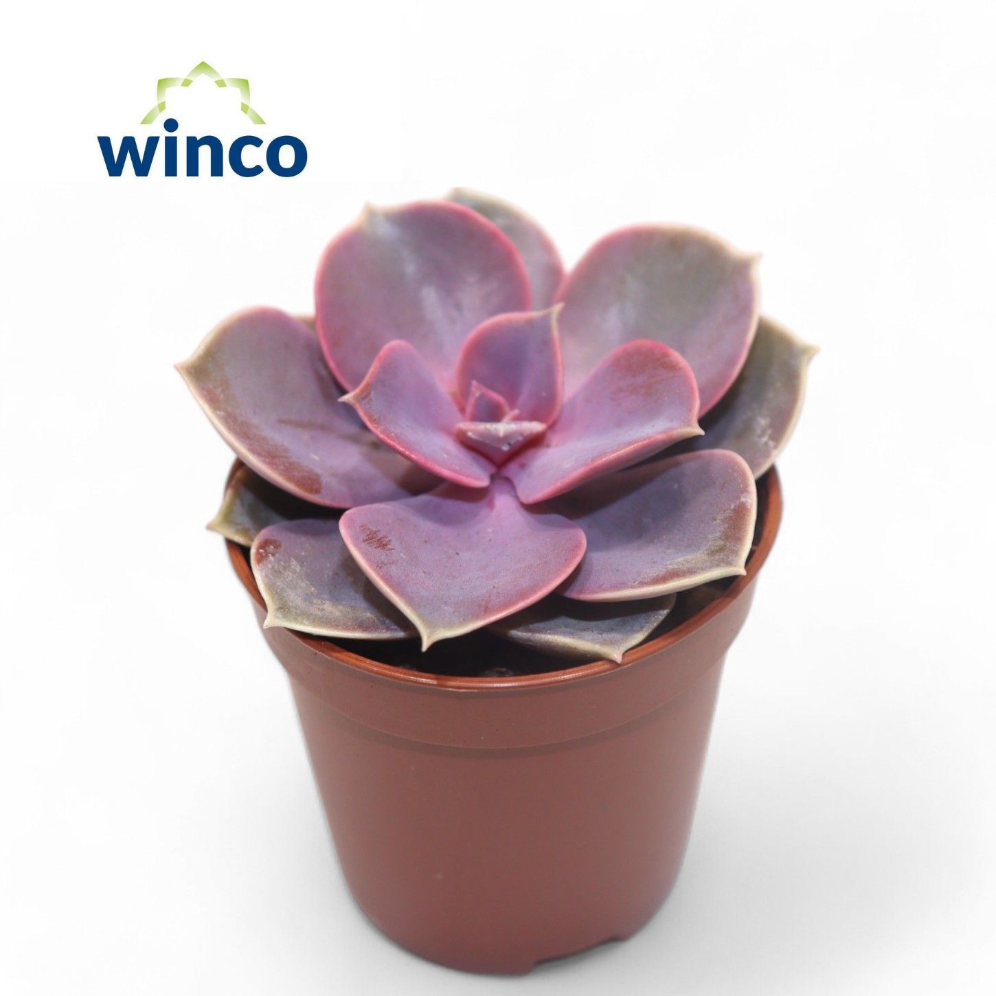 Echeveria Pearl Von Neurenberg, D 5,5 cm