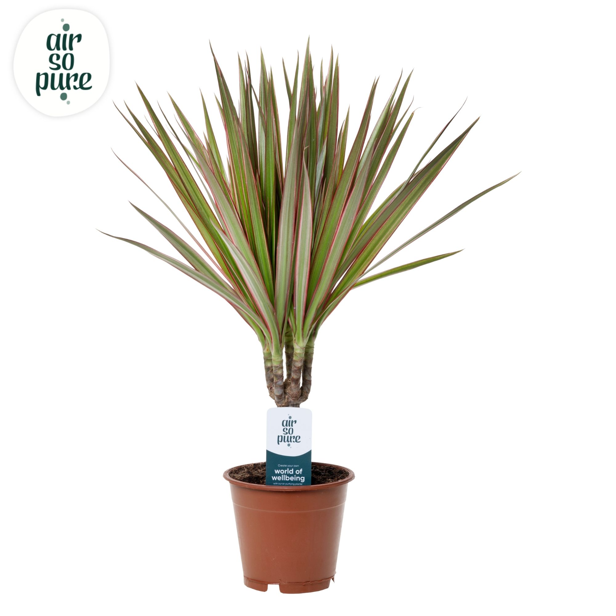 Dracaena Bicolor p12, D 12