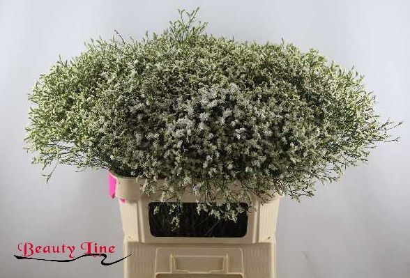 Лимониум Сенси Тип Топ 80, шт.