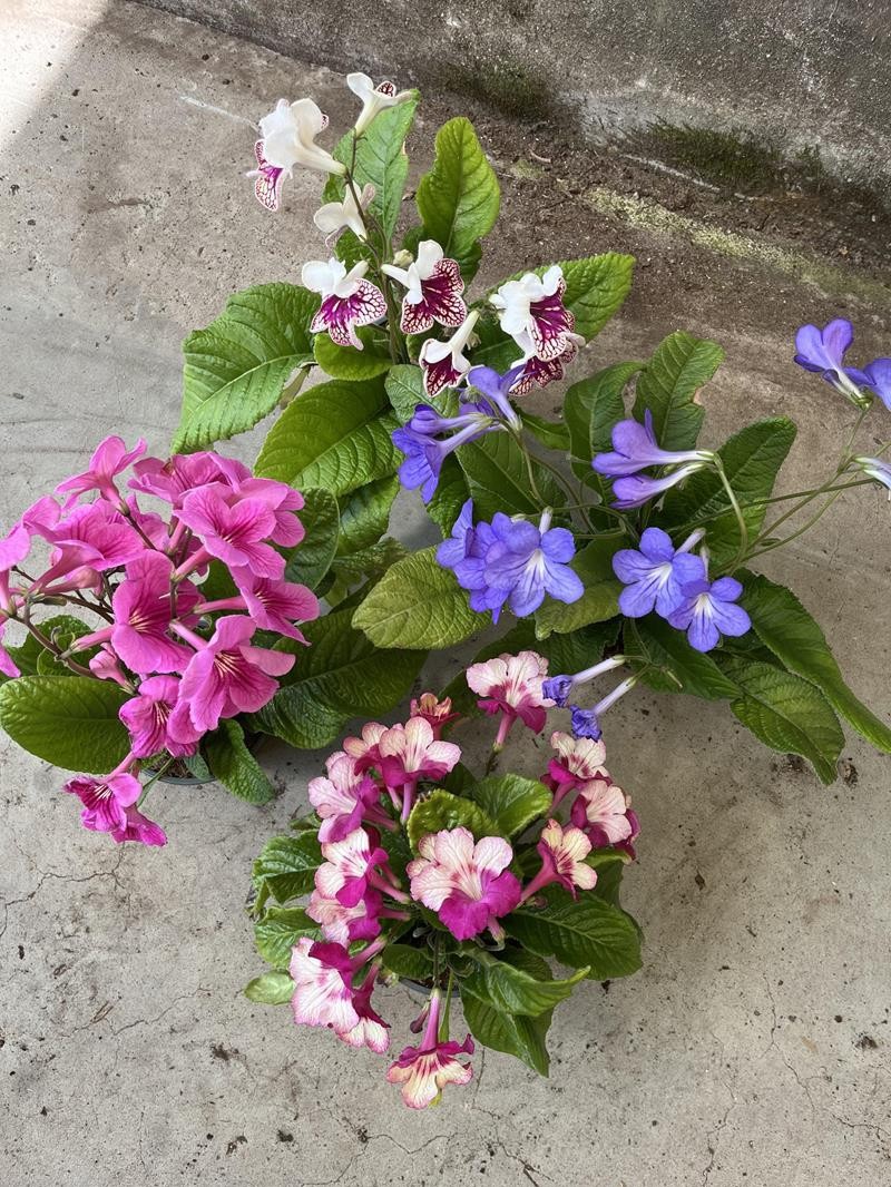 STREPTOCARPUS-HYBRID MIX COLORS, D 12