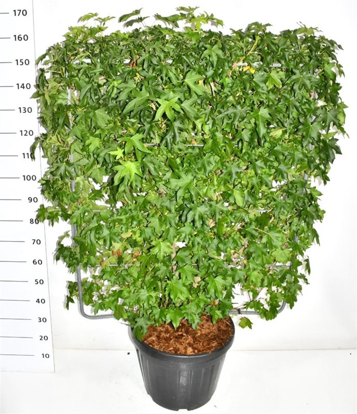 Liquidambar styraciflua, D 48 cm