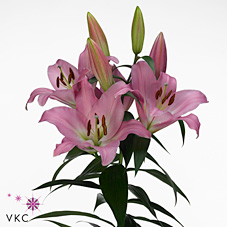 Лилия Тэйблдэнс 90, шт.