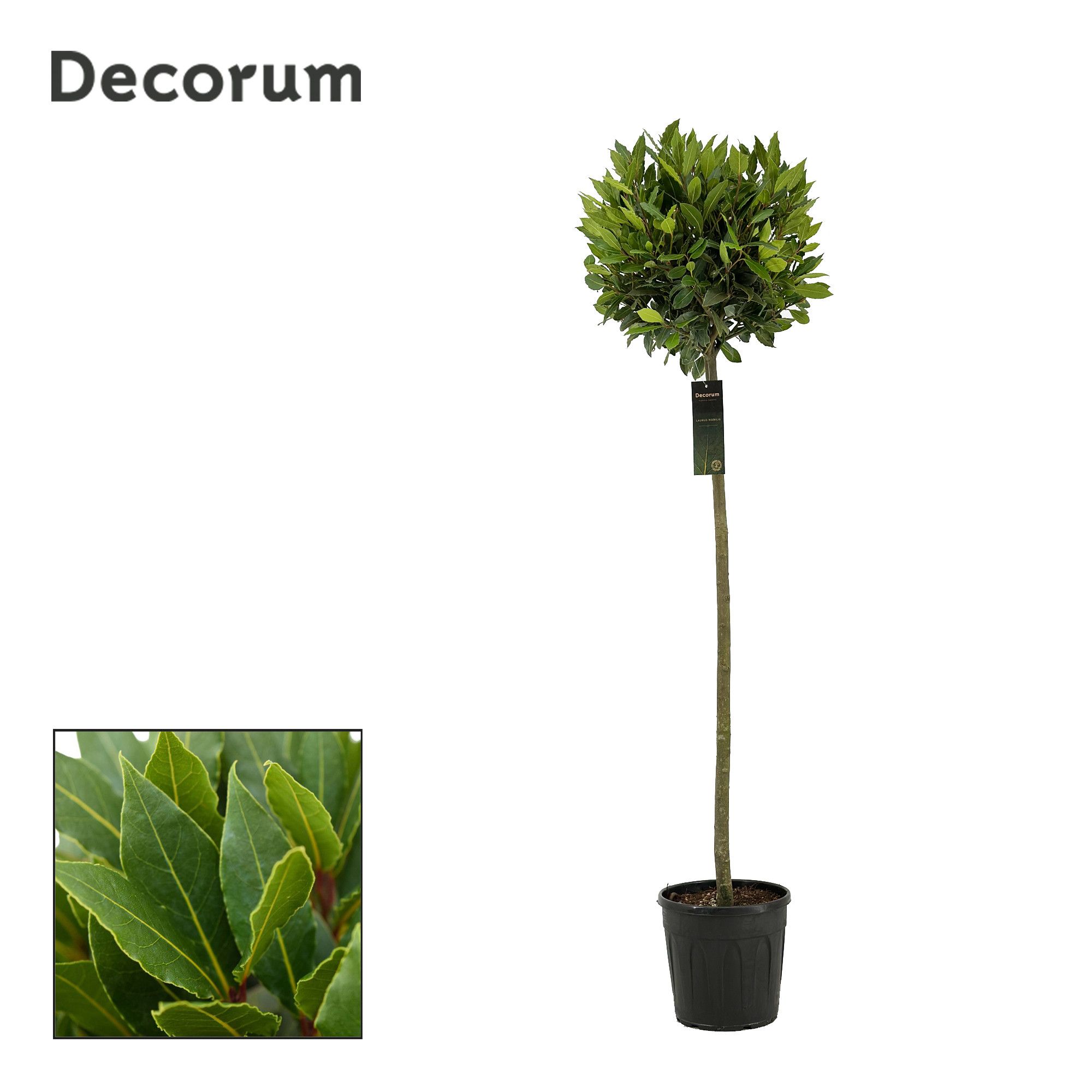 Laurus nobilis Bol op stam, D 25
