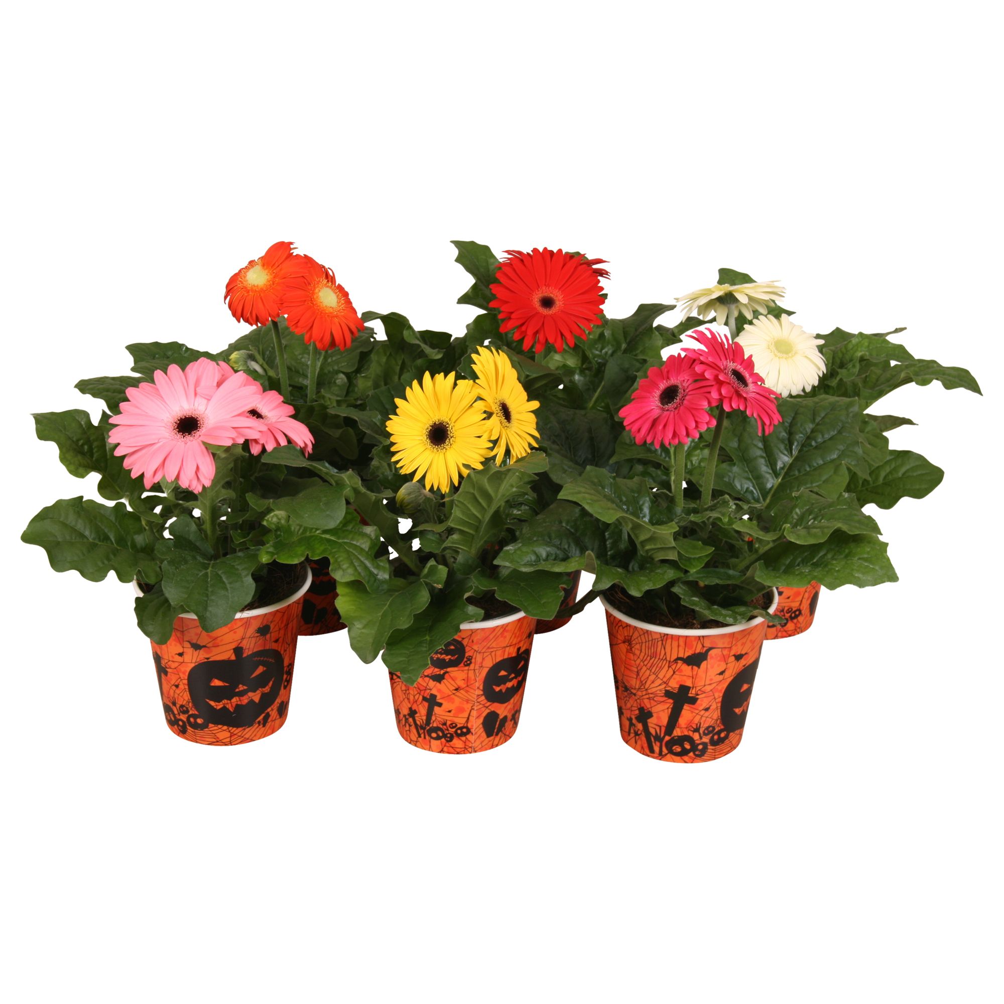 Gerbera belicht 2+ in beker halloween, D 12 cm