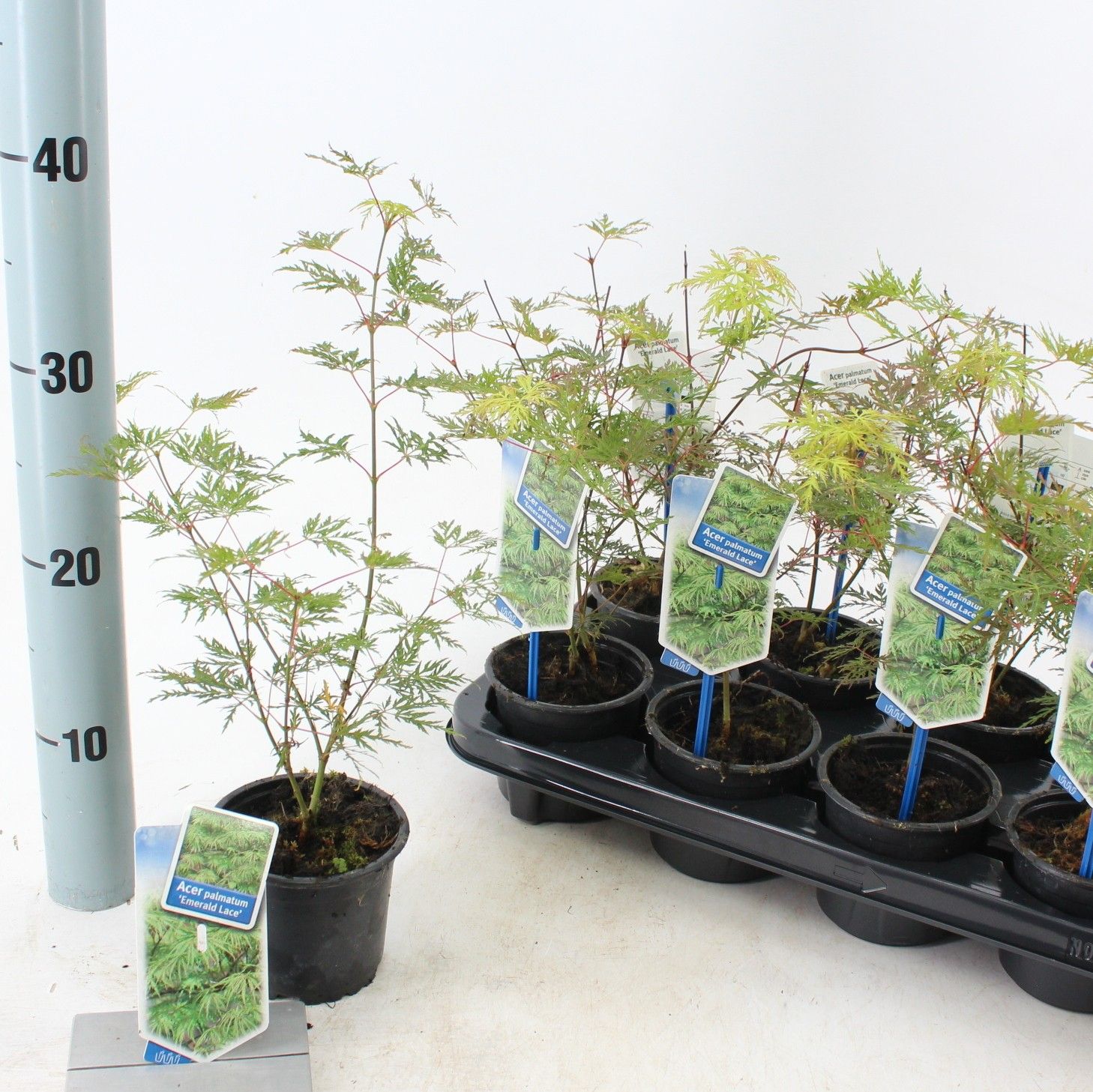 Acer pal. 'Emerald Lace', D 10,5