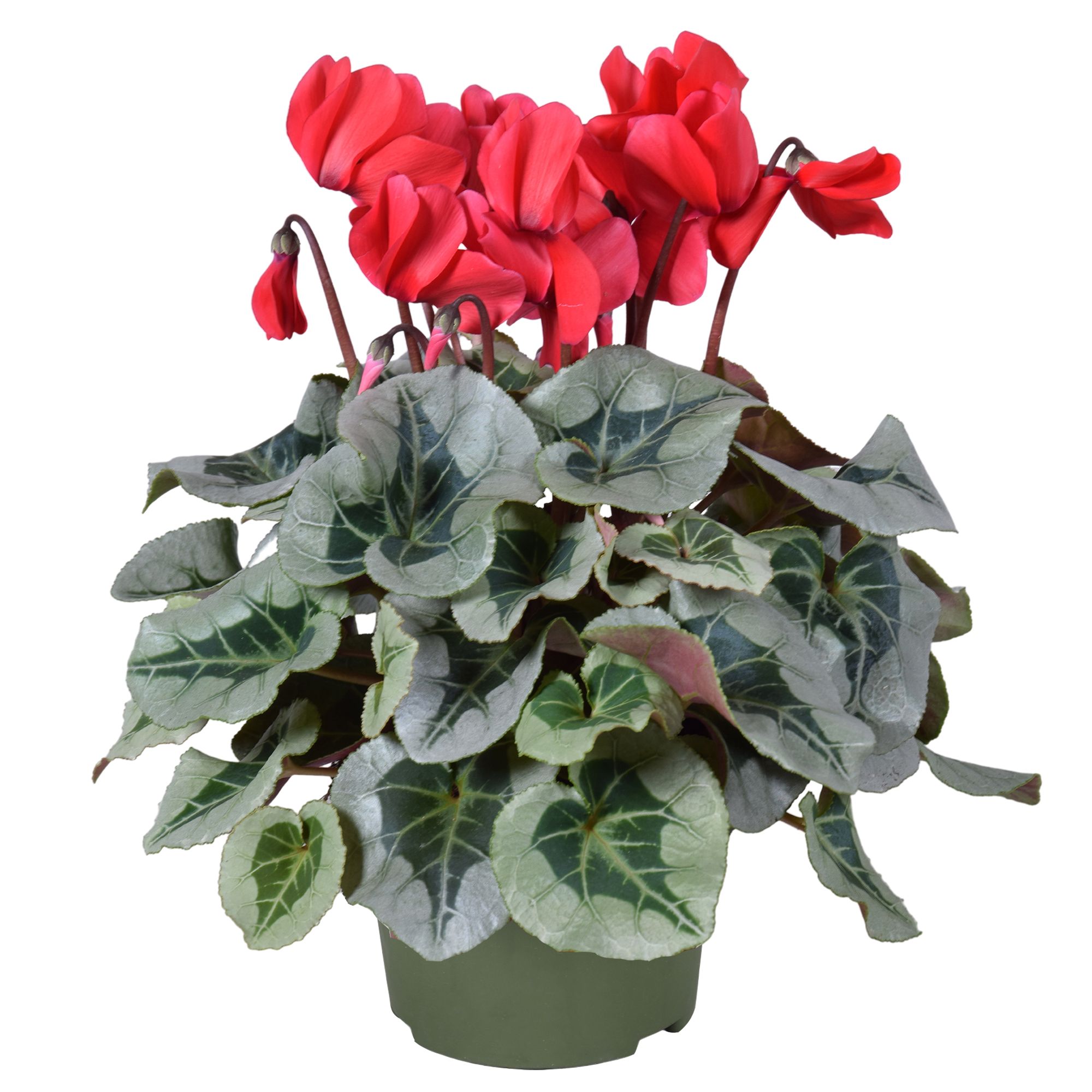 Cyclamen Metalis Decora rood, D 13 cm