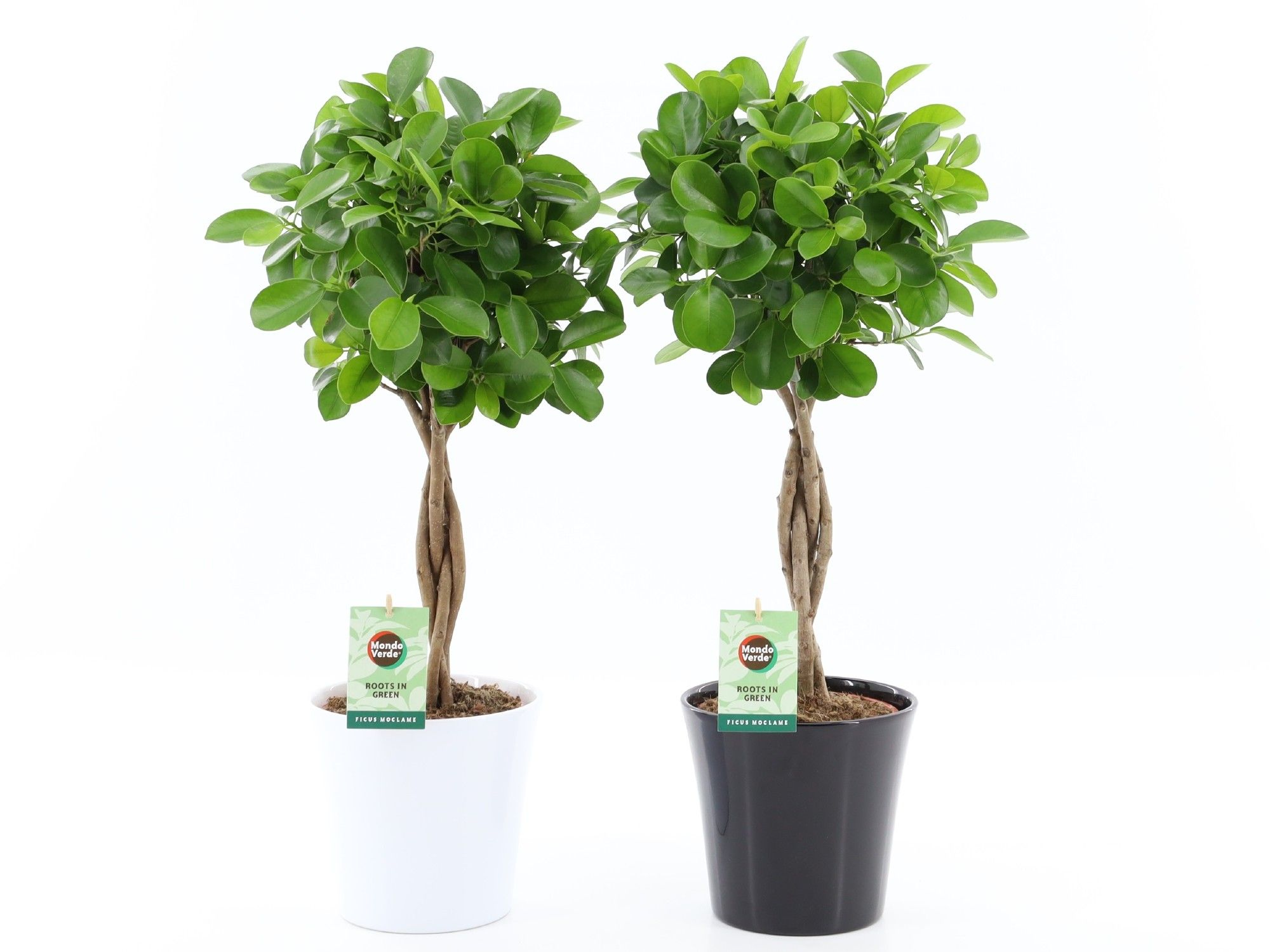 Ficus Microcarpa Moclame in Zwart & Wit keramiek, D 20