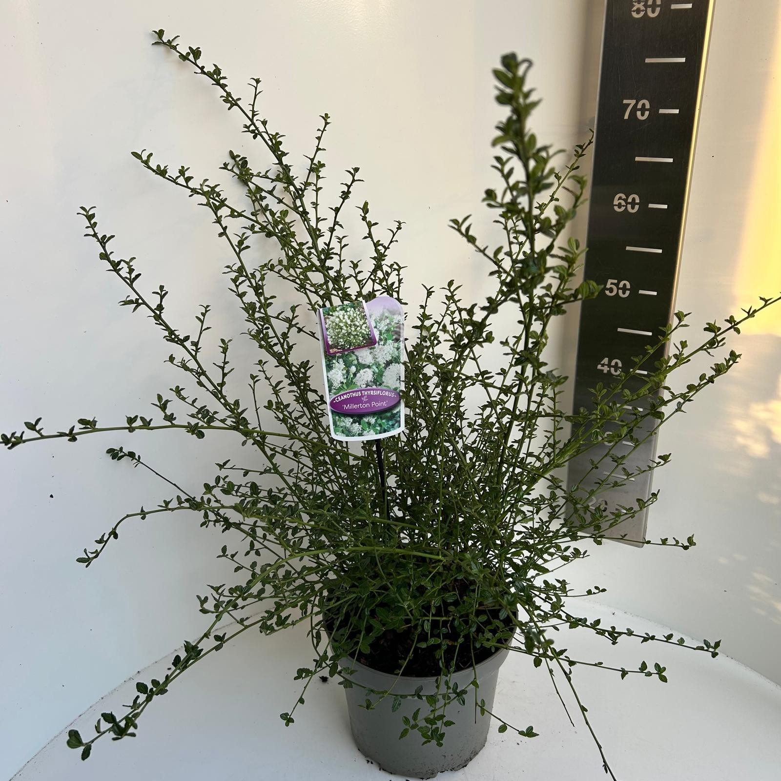 Ceanothus thyr Millerton Point, D 23