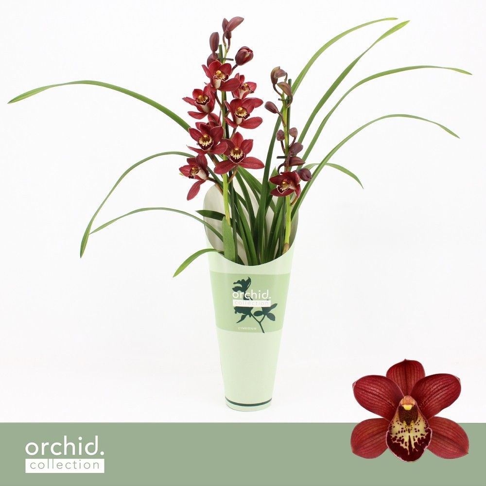 Cymbidium, Red Beauty Roy 2-spike 'Orchid Collection' Potcover, D 12 cm