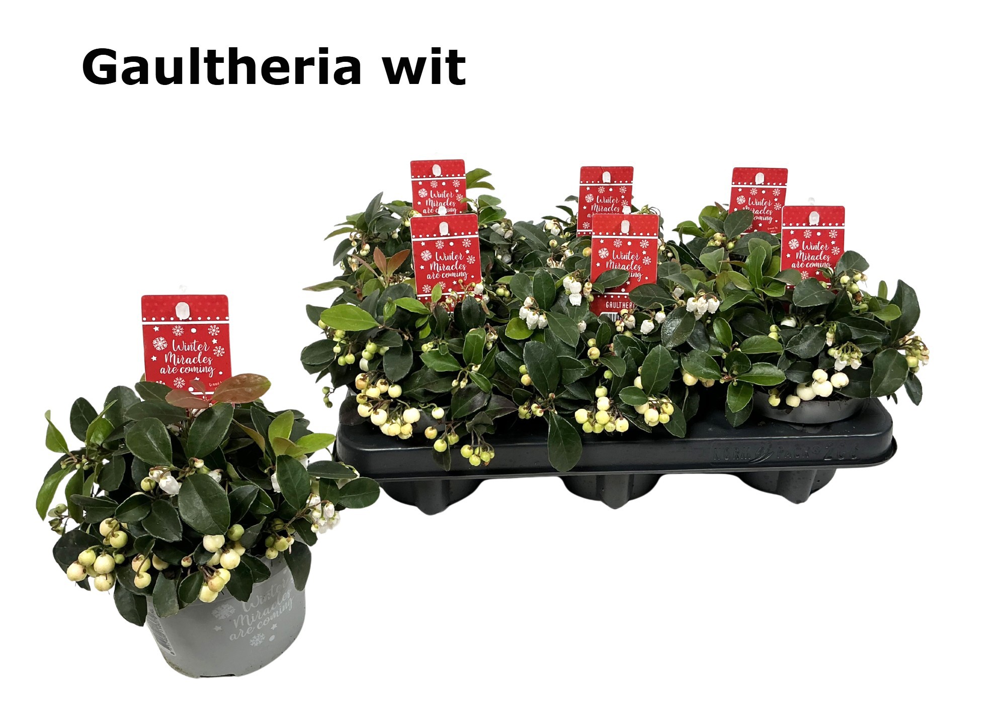 Gaultheria CIAO BELLA WHITE 12 cm met etiket, D 12