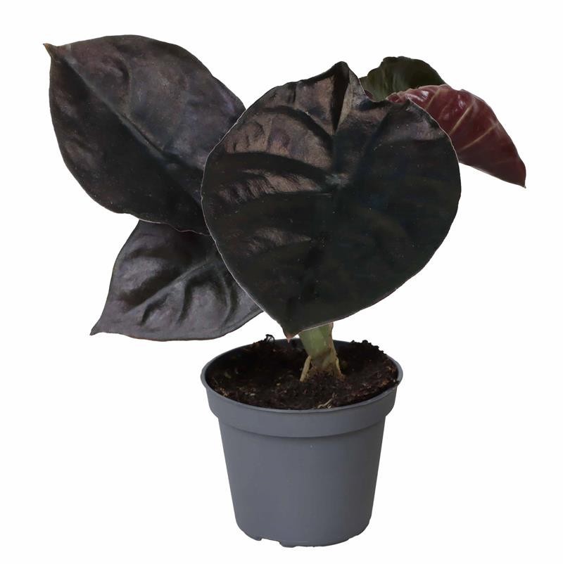 ALOCASIA BAGINDA 'BLACK MAGI', D 6