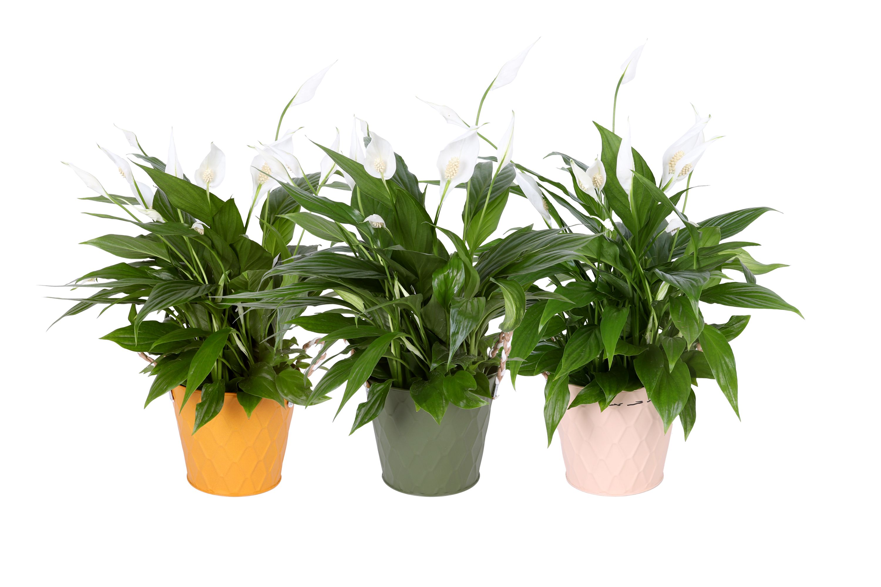 KP-876.2 - Spathiphyllum Pearl 15cm in luxe zink 3 kleuren, D 15