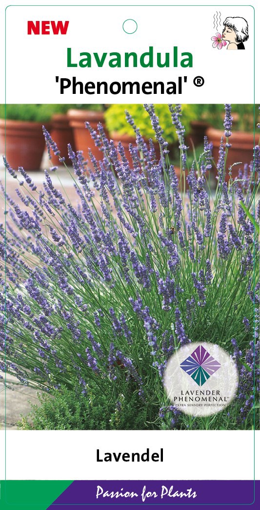 Lavandula int. 'Phenomenal' C2, D 17 cm