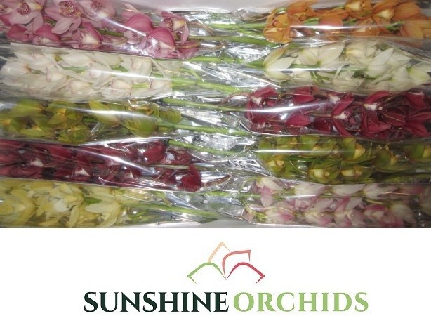 Цимбидиум мини Микс x10 60, шт.