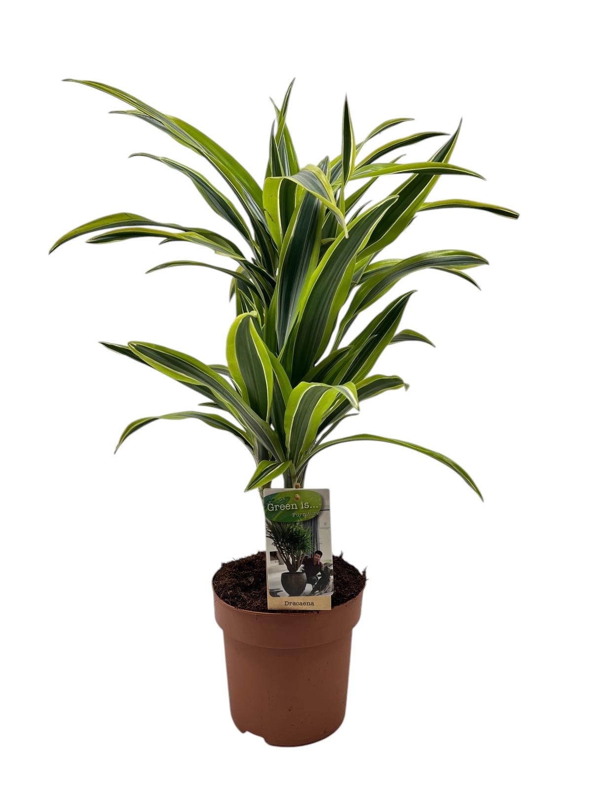 Dracaena Lemon Lime 30-15, D 17