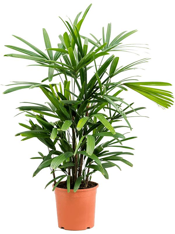 Rhapis excelsa (80-100), D 21