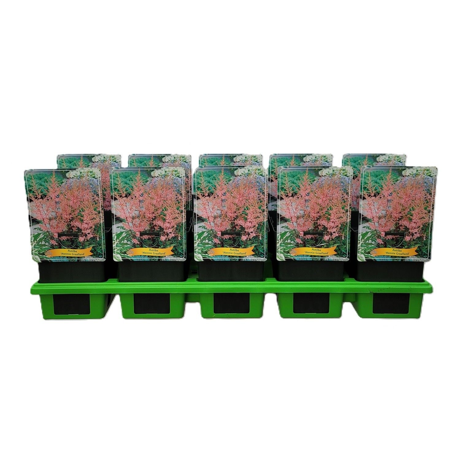 Astilbe 'Hennie Graafland' P11, D 11 cm