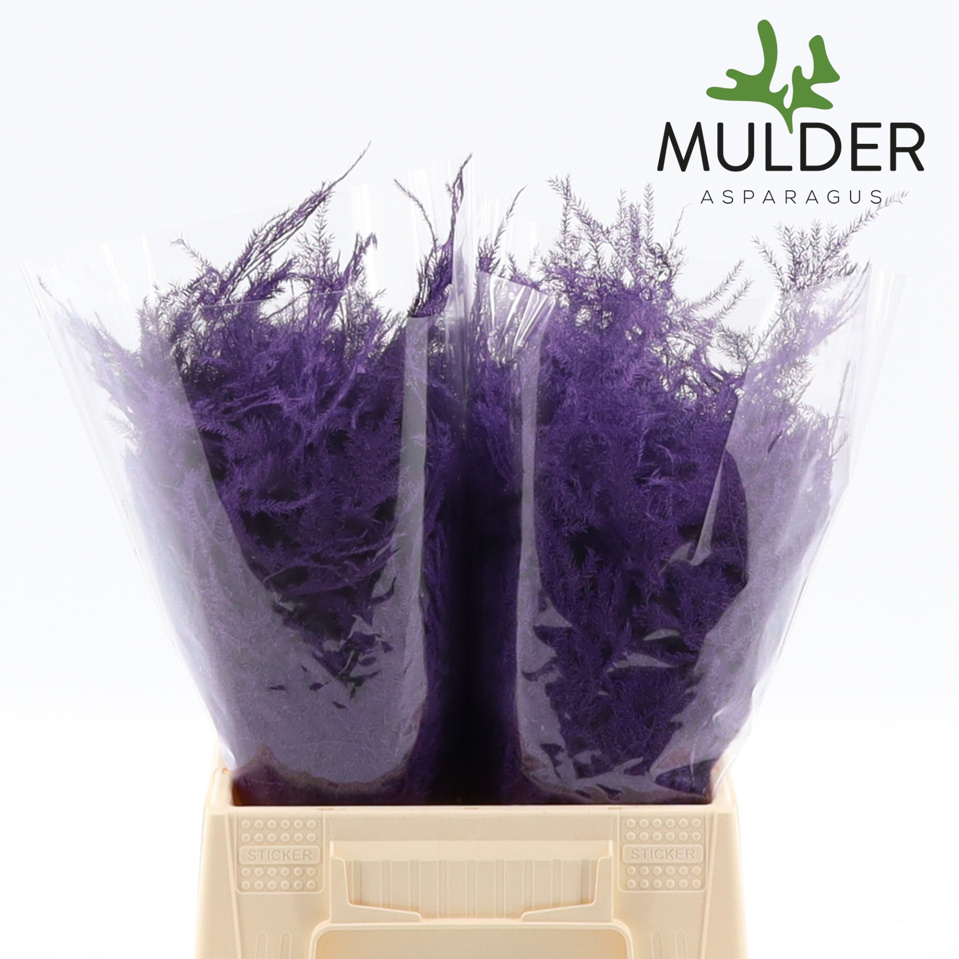 Аспарагус Овериг Крашеный (краш. ) 45, шт.