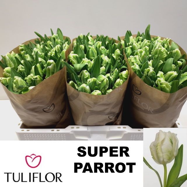 Тюльпан Пэррот Супер Пэррот 35, шт.