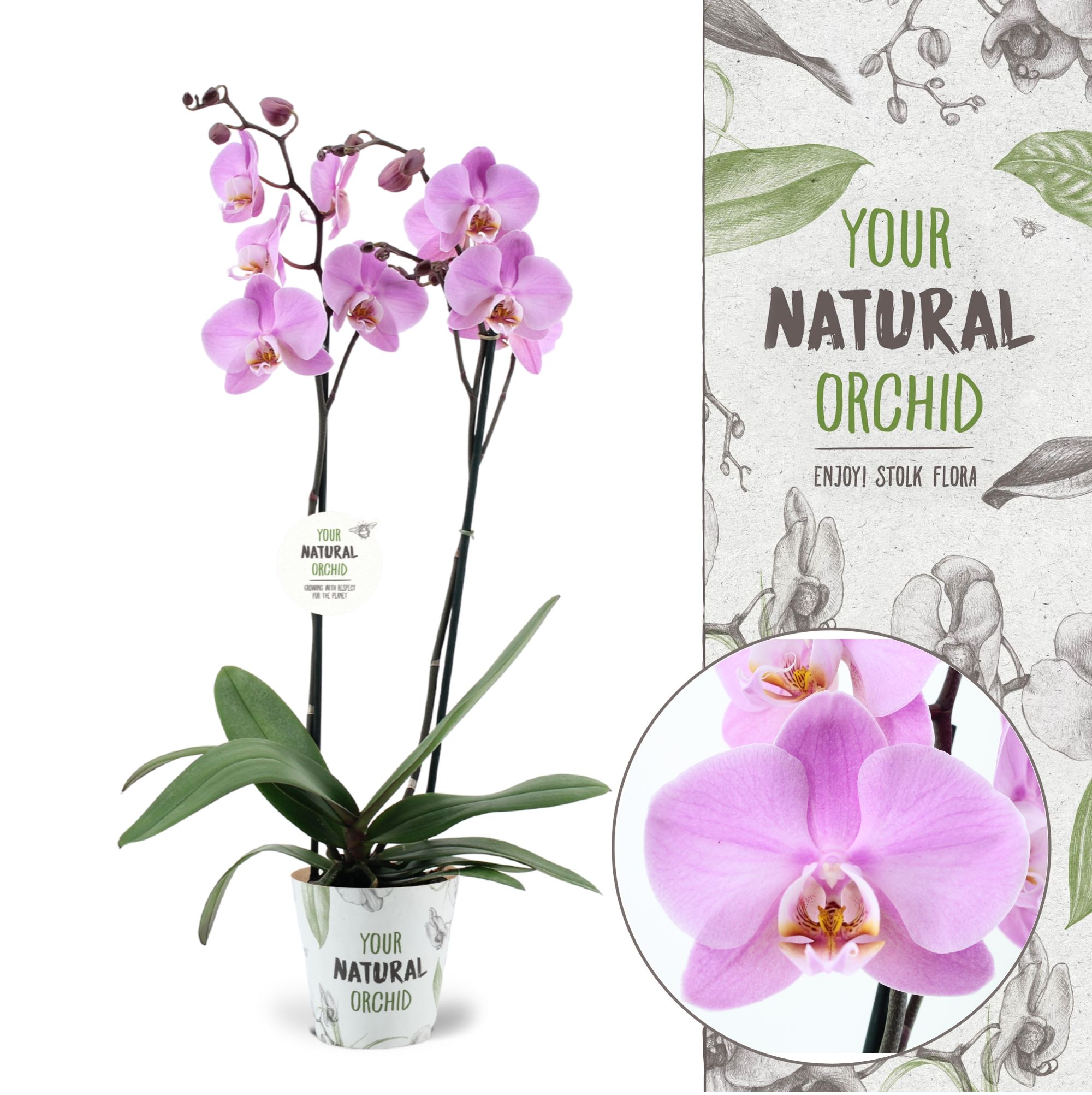 Your Natural Orchid | Milwaukee | Phalaenopsis 2 spike, D 12
