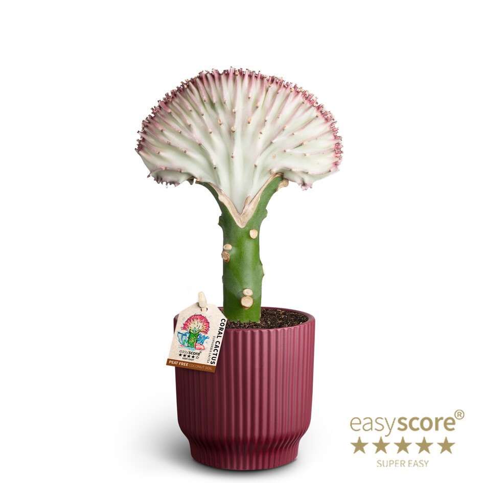 EUPHORBIA LACTEA 40917061 Nordic, D 10