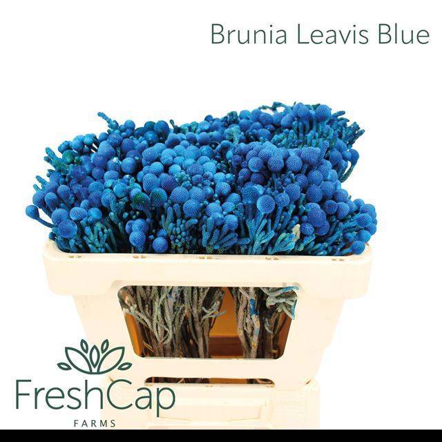 Бруния Лаевис 50 (сер.), шт.