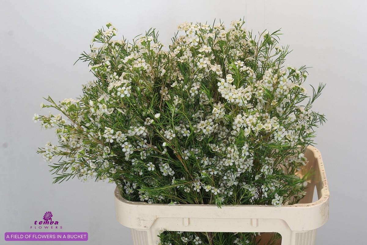 Шамелациум Грэйс 80, шт.