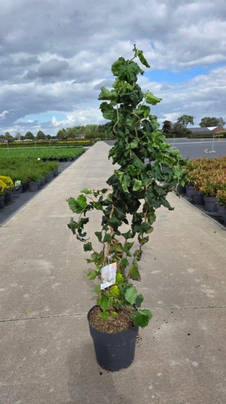 Corylus a. Medusa, D 29