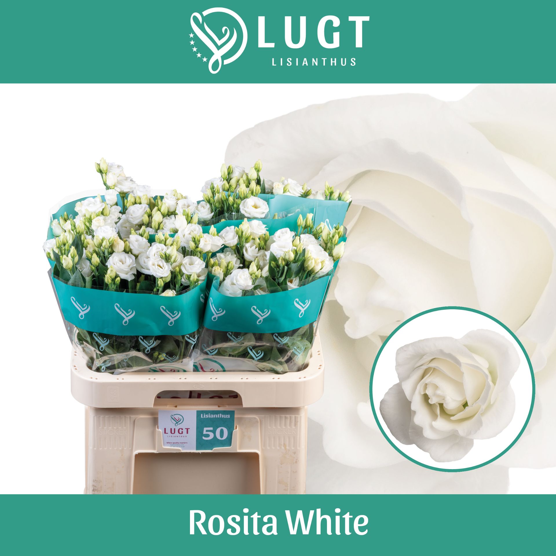Эустома Розита Вайт 70 (бел.), шт.