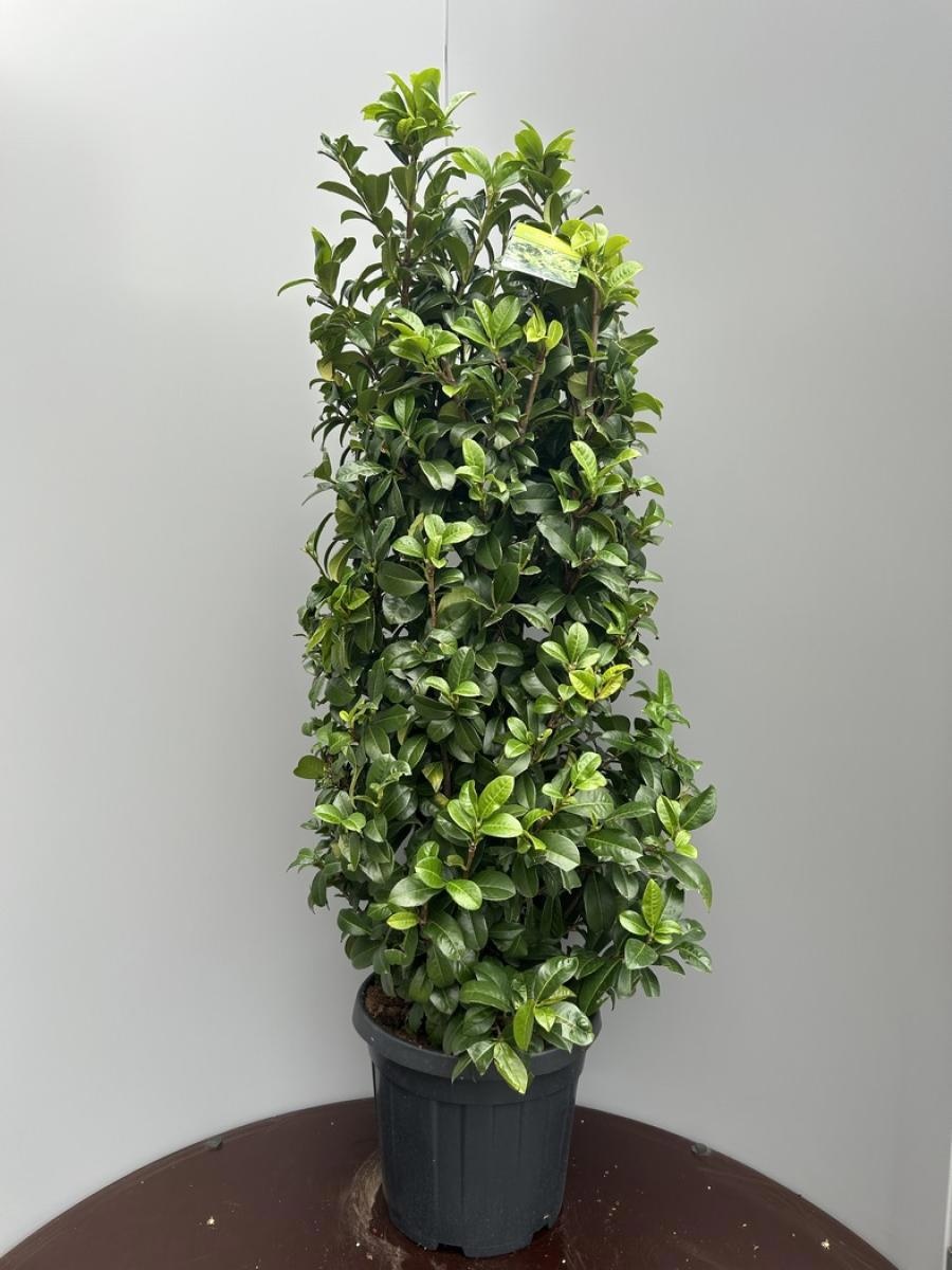 Prunus l. 'Ani', D 32