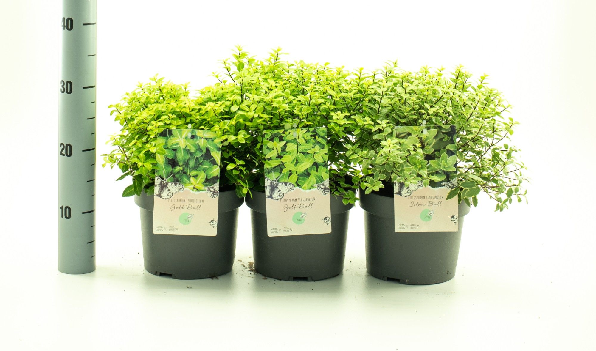 Pittosporum ten. 'mix', D 19