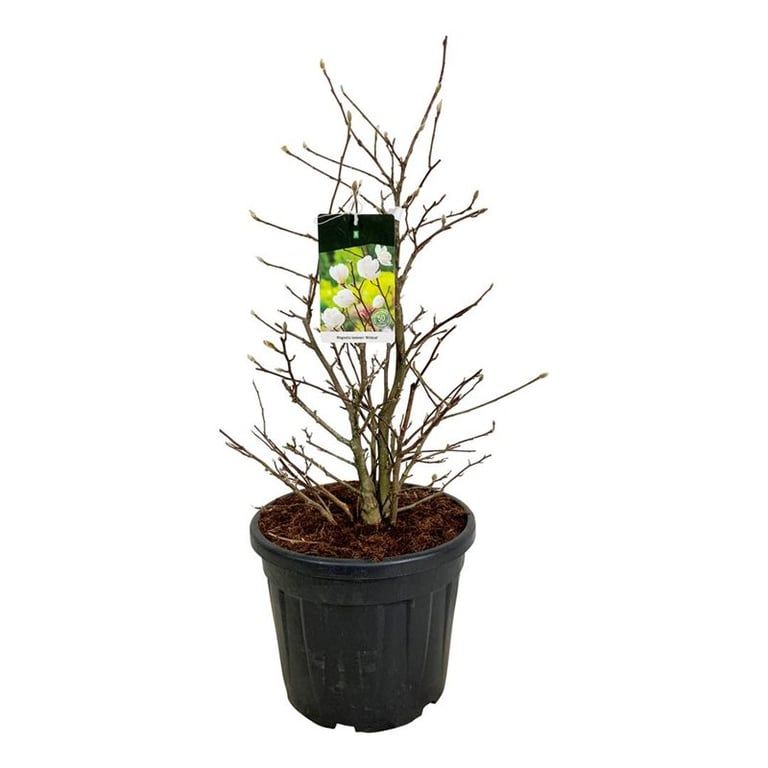 Magnolia loebneri 'Wildcat', D 50