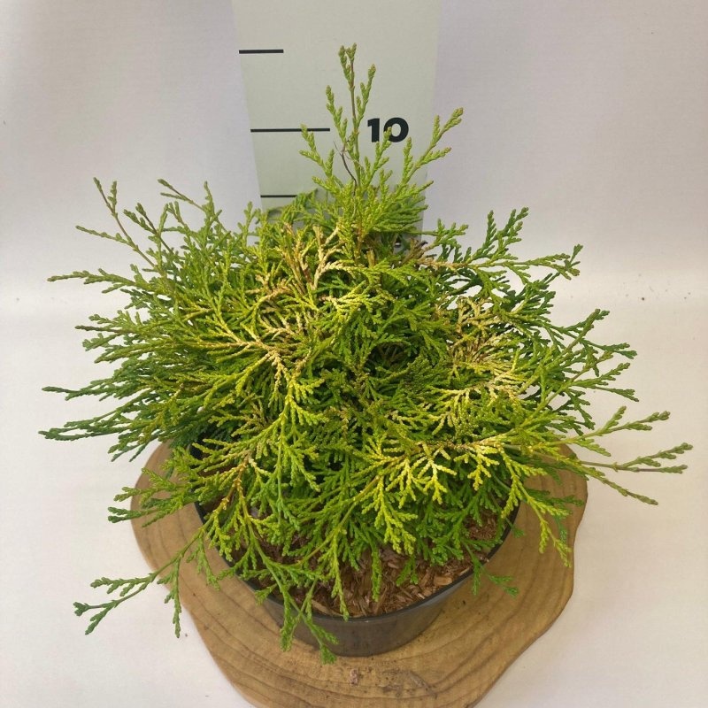 Chamaecyparis o. 'Kamarachiba', D 18