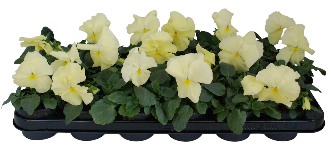 Viool F1 licht geel p9, D 9 cm Viool F1 licht geel p9, D 9 cm
