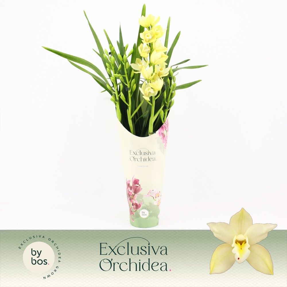 Cymbidium, Paddy 4-spike P14 'Exclusiva Orchidea' Potcover, D 14 cm