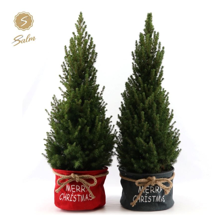 Picea gl. 'December'® P26 in Bag X-mas Duo, D 28 cm