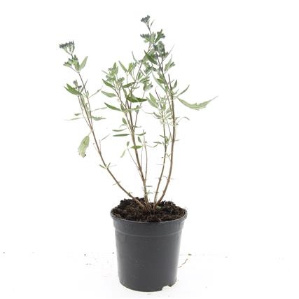 Caryopteris cland. 'Heavenly Blue', D 14 cm