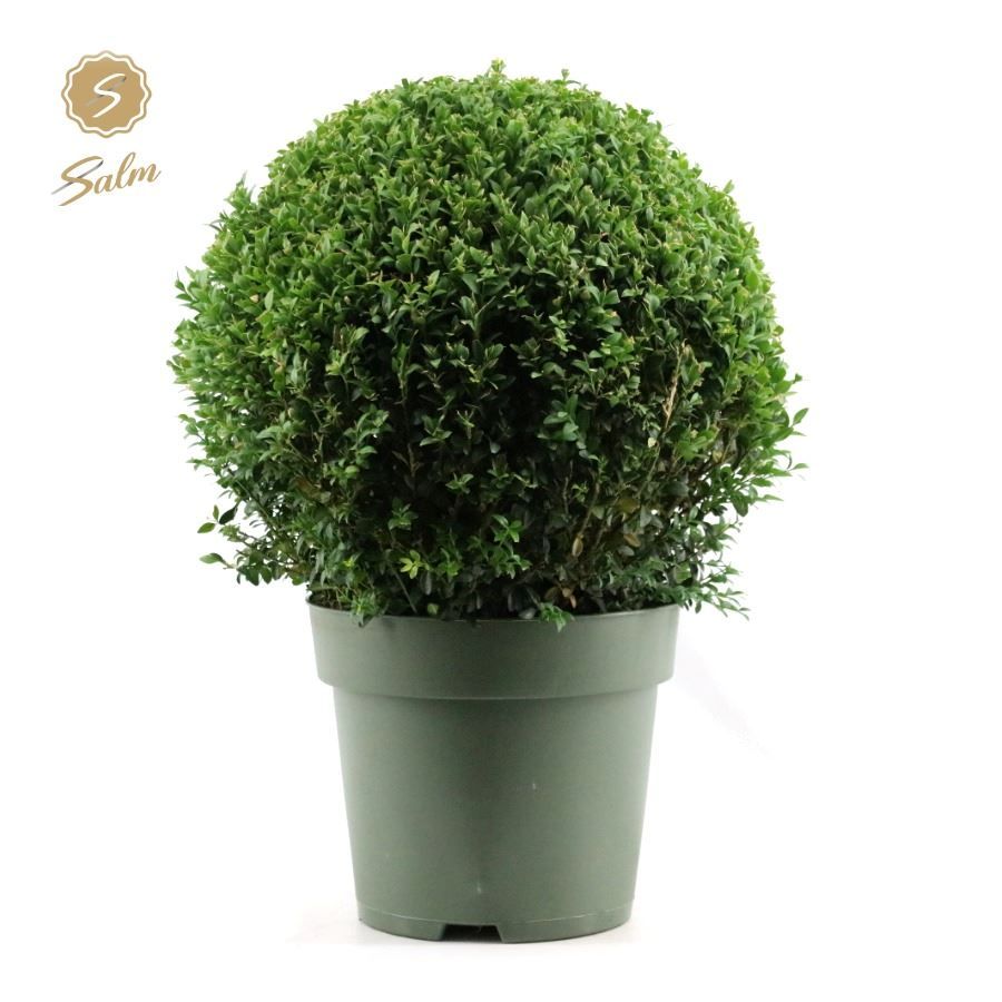 Buxus semp. Ball Ø40cm P27, D 27