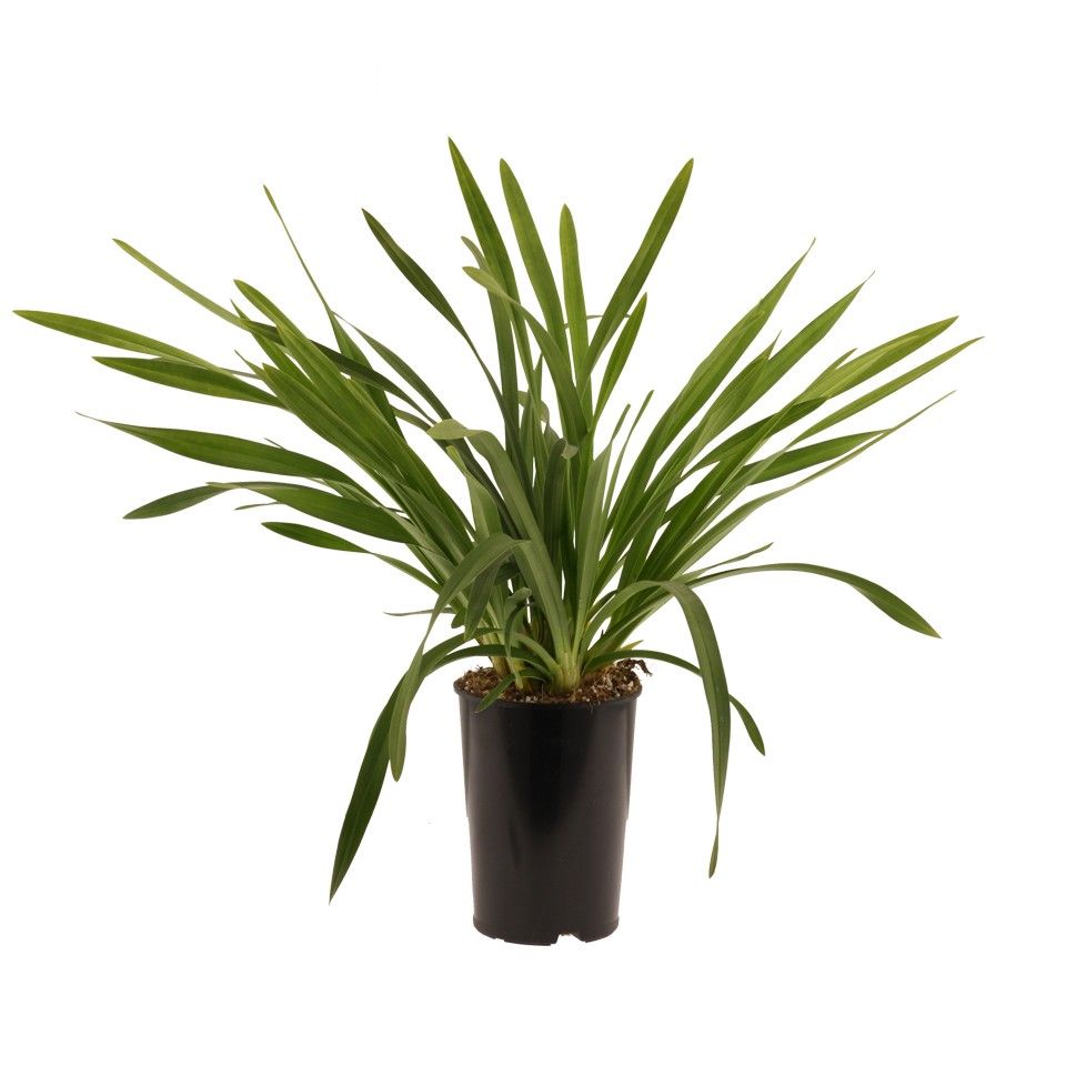 mix cascade cymbidium, zonder takken, D 14