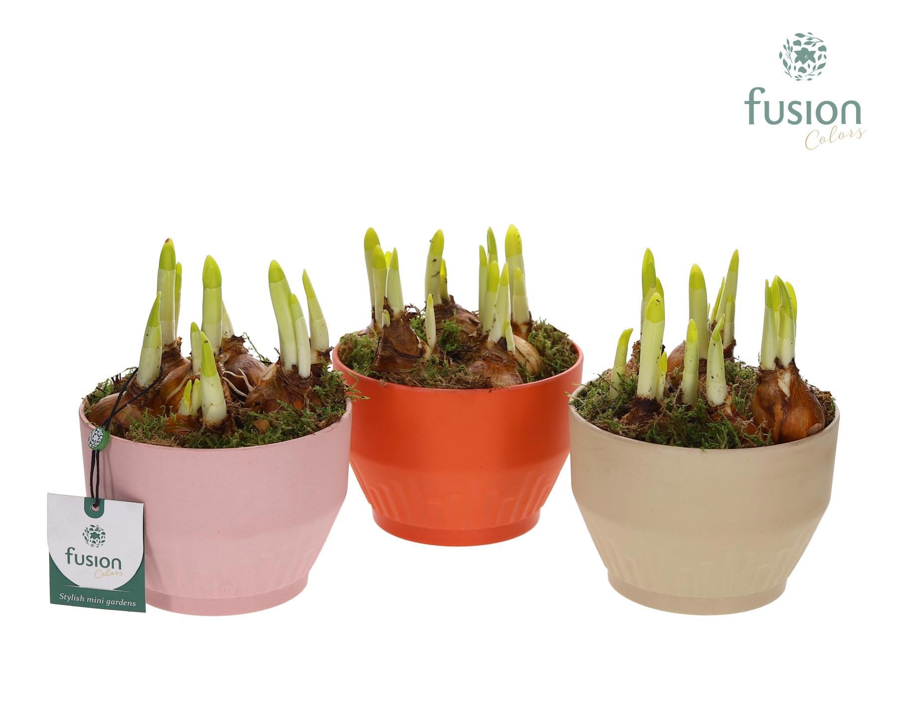 Biologisch afbreekbare schaal Small met Narcis, D 13