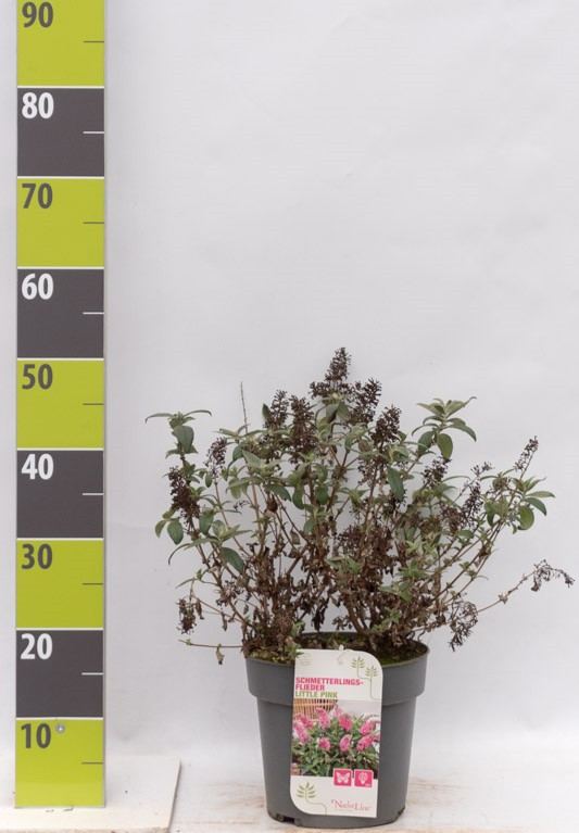 Buddleja 'Butterfly Candy Little Pink' (R) C 4,6, D 23
