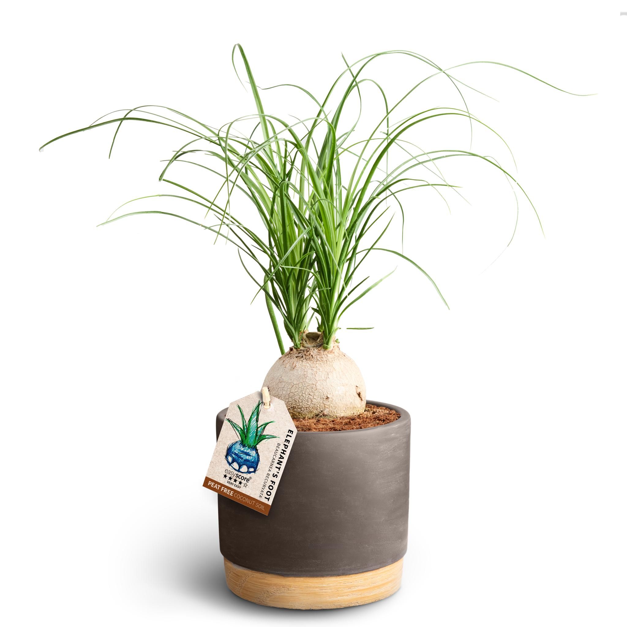 Woodbase Mocca, Beaucarnea, D 12 cm