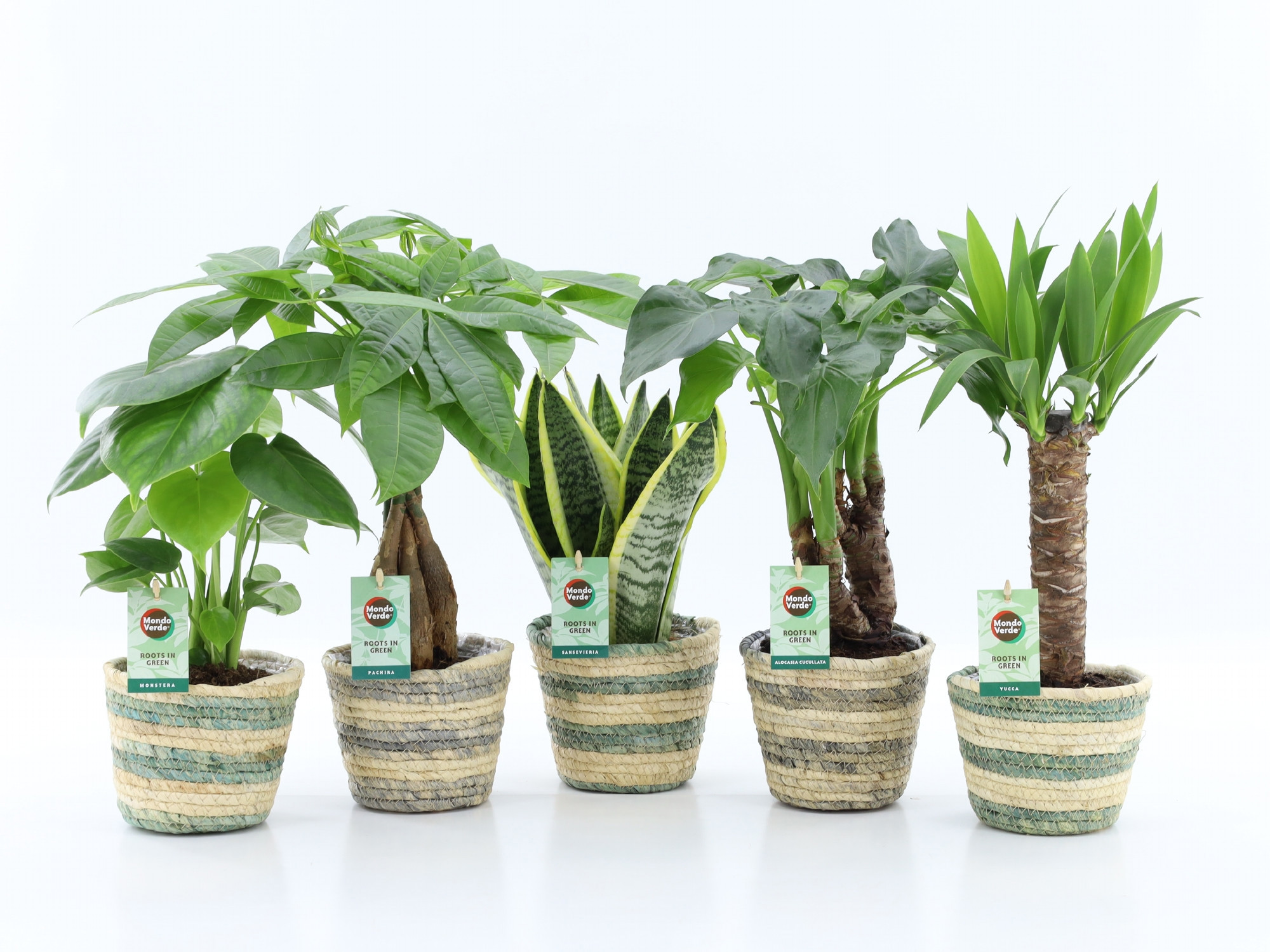 Tropic Mix in Noah Lines, D 14