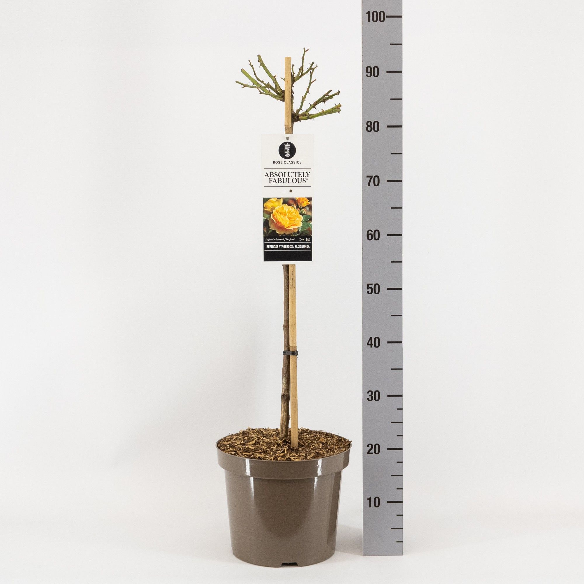 Rosa (F) Absolutely Fabulous ®, stam 70, C7.5, D 26