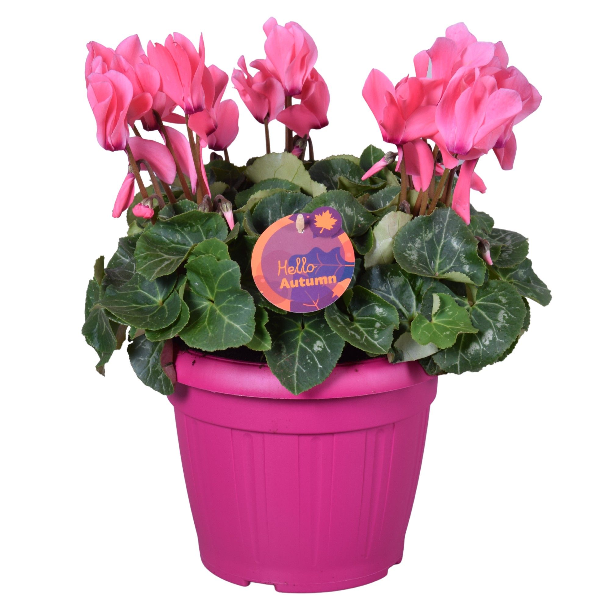 Cyclamen in Patiopot roze ton sur ton, D 22
