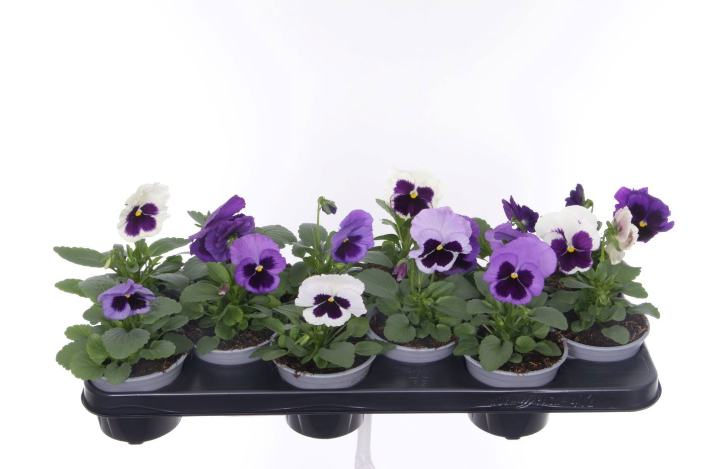 Viola witt. Colossus Ocean, D 11 cm