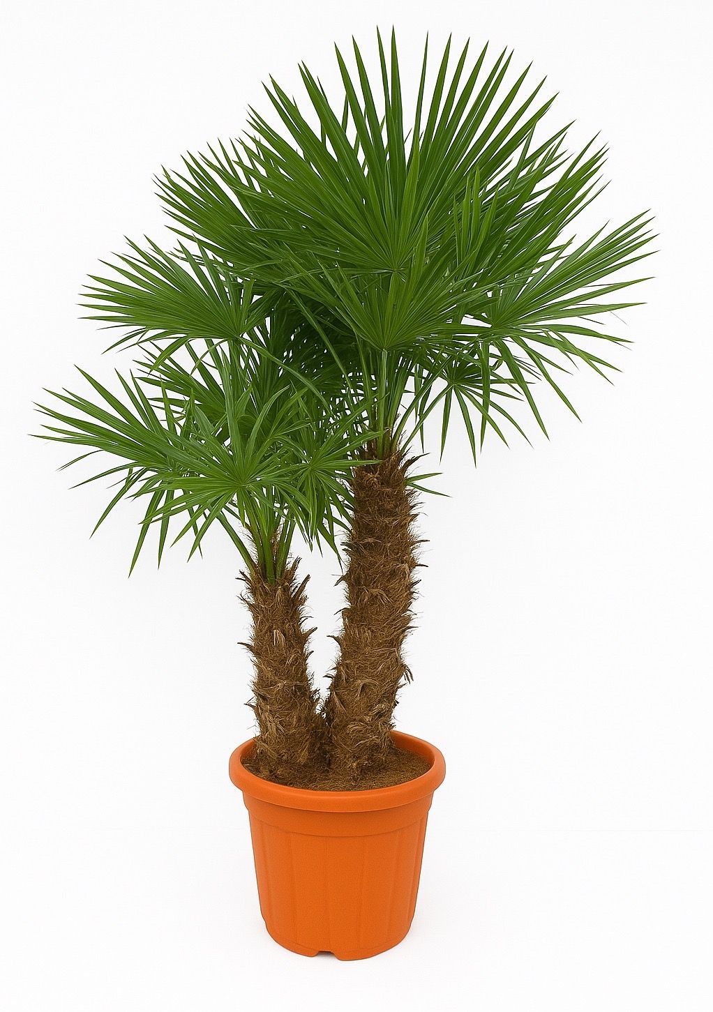 Trachycarpus Fortunei Multistam - 225cm, D 50