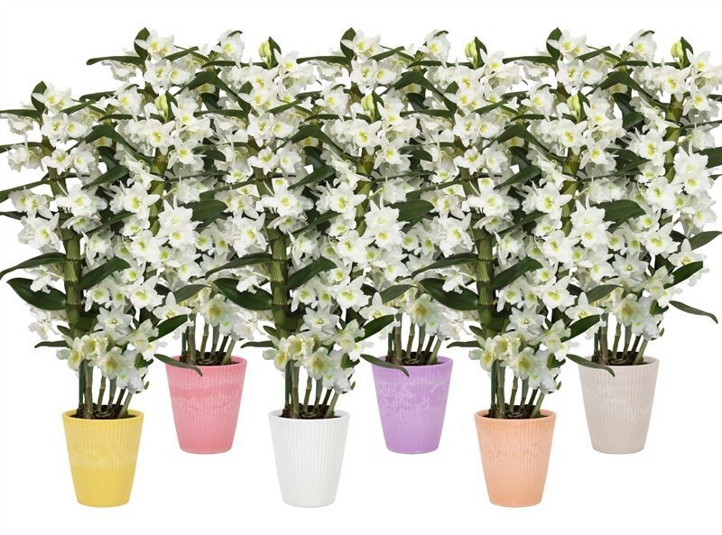 Polystone p12 Wave mix Dendr Nobile Apollon 3T24+tros, D 12