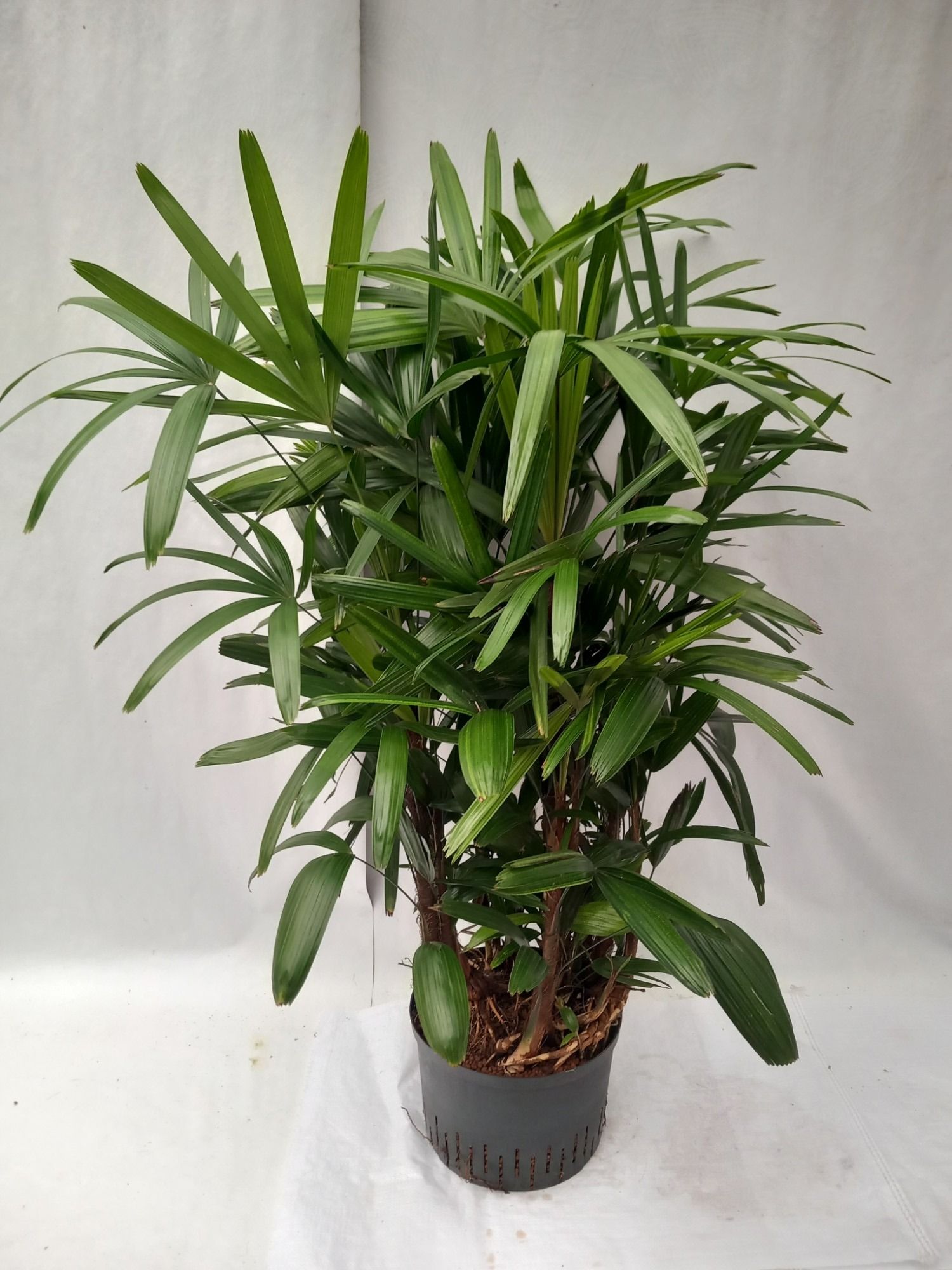 Rhapis excelsa hy, D 22