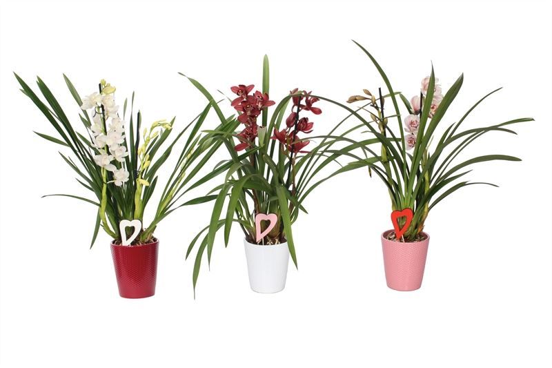 Zoe p12 dots mix candy Cymbidium mix 2T10+, D 12 cm